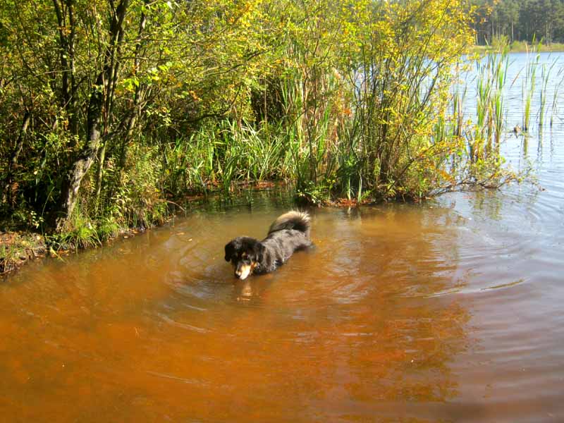 Schweizer Do Khyi Mädel nimmt ein Erfrischungsbad...