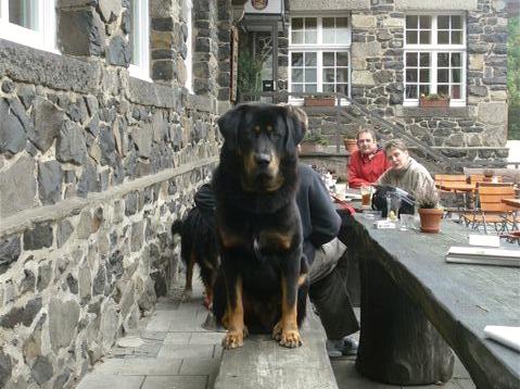 Do Khyi auf der Gartenbank